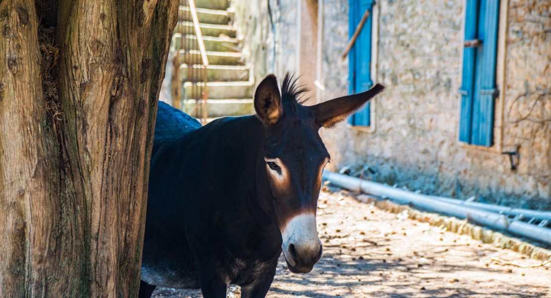 Donkey on Adriatic cost